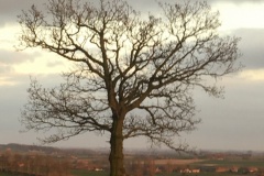 site-arbre-coin-étang